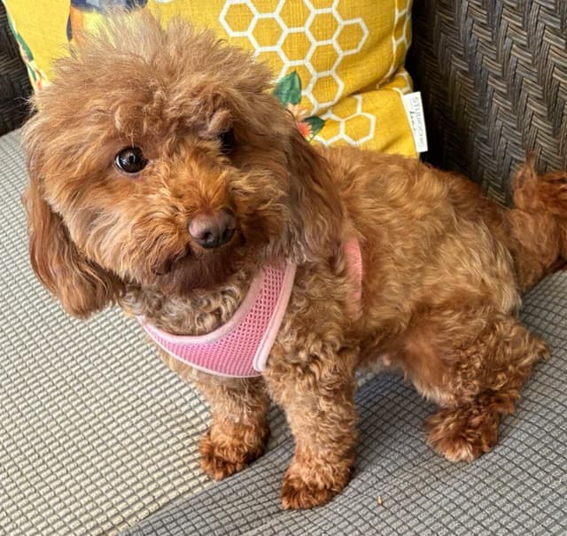 Rosie & Lulu media 4