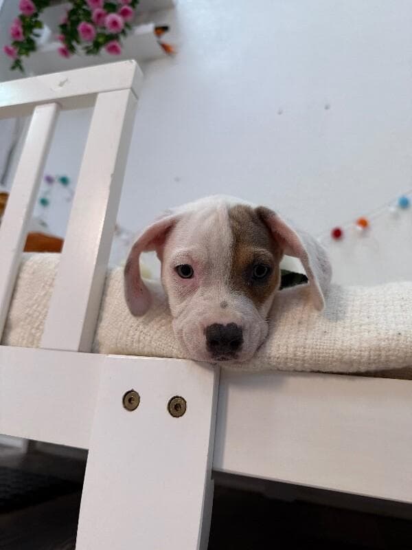 Patch Pound Puppy media 4