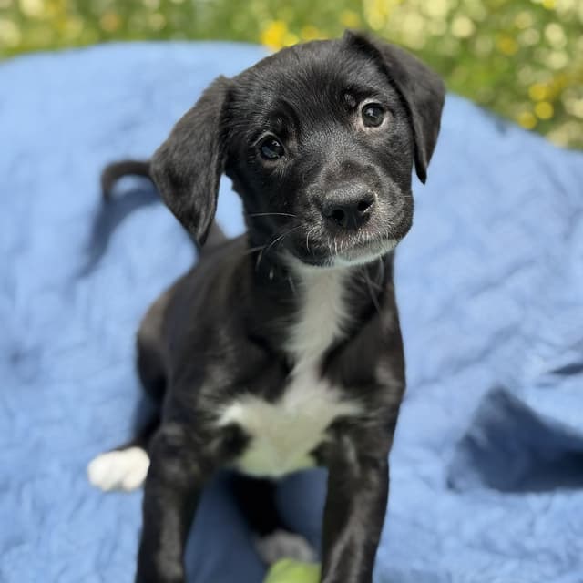 Cheers Pup - Norm - Adopted! media 2