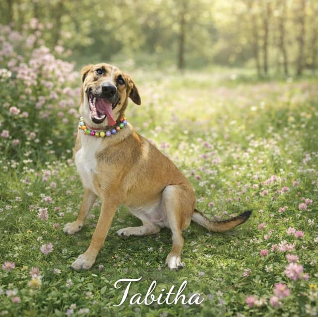 Tabitha media 4