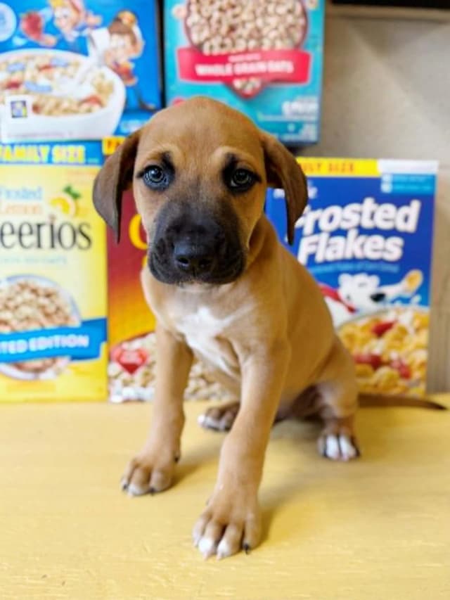 Honey Nut Cheerios media 2