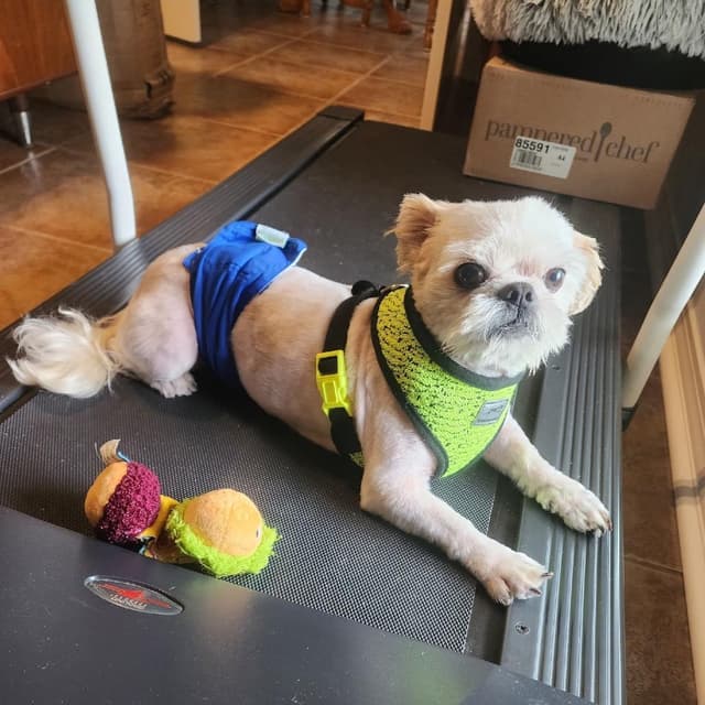 Larry the Snail (Benefactor Dog) media 3