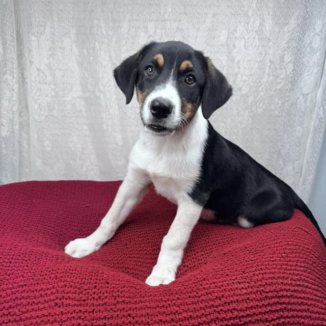 Marley (sponsored 100.00 adoption fee) media 6