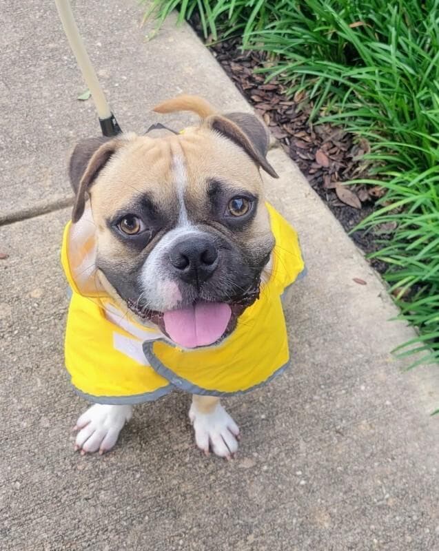 Koi the Mini Boxer and Happiest Boy media 2