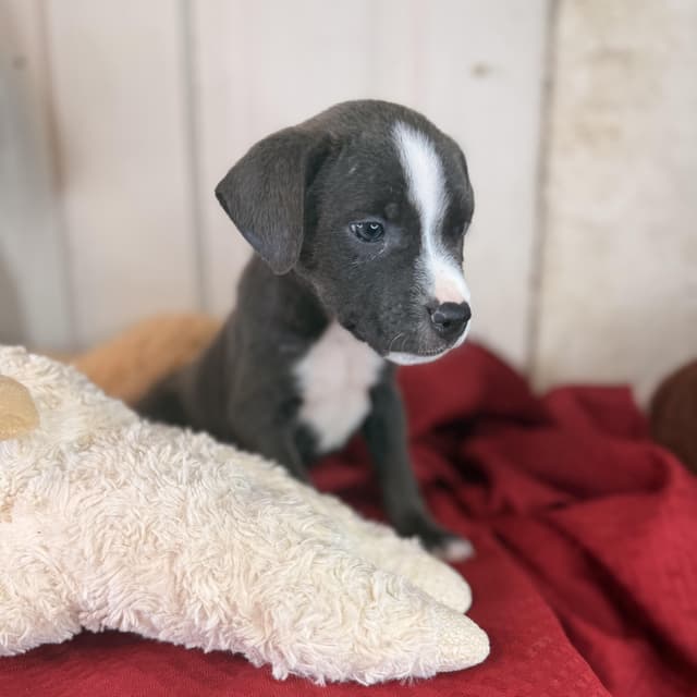 Ridge (100 adoption fee) media 3