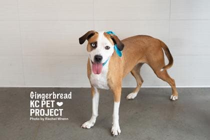 Gingerbread media 3