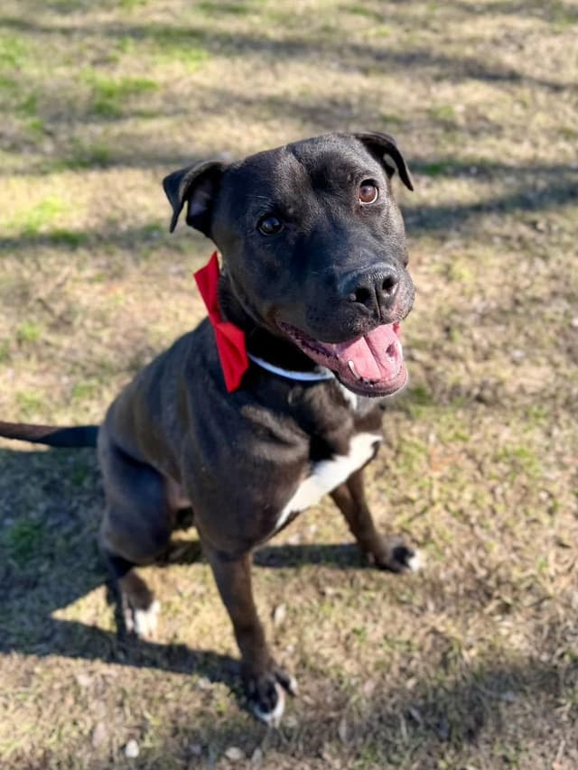 Rhett ( super affectionate, house trained, crate trained, friendly) media 5
