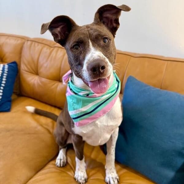 Scarlet Mae The Floppy Eared Lovebug media 4