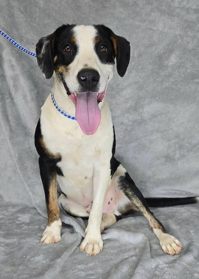 Kyler (foster needed) media 4
