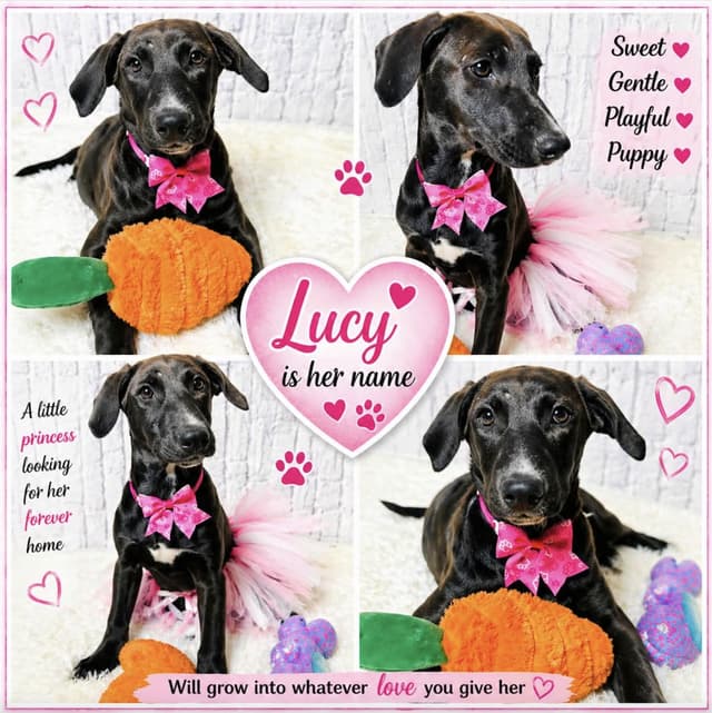 Lucy media 4