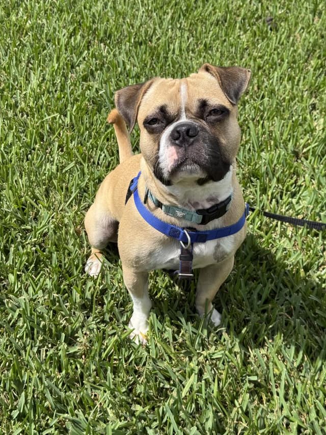 Koi the Mini Boxer and Happiest Boy media 4
