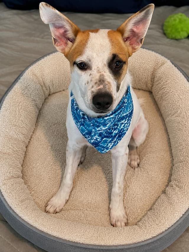 Fox terrier, Fox terrrier media 3