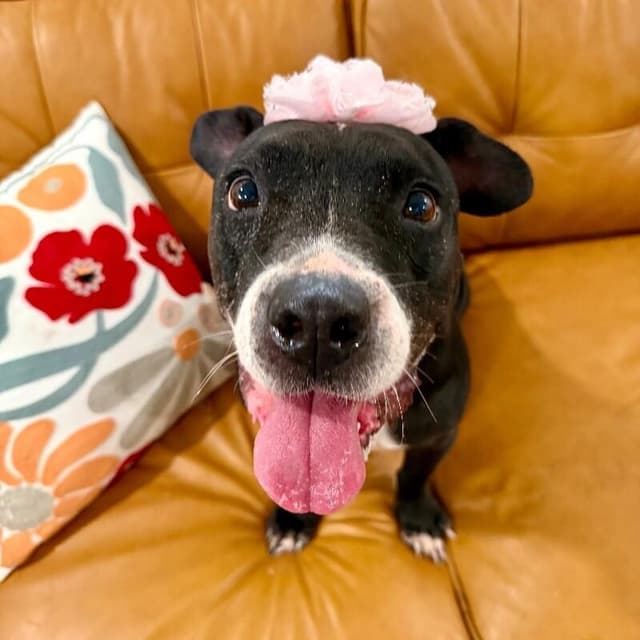 Chloe Francine the Snack Loving Cuddle Bug Old Lady media 3