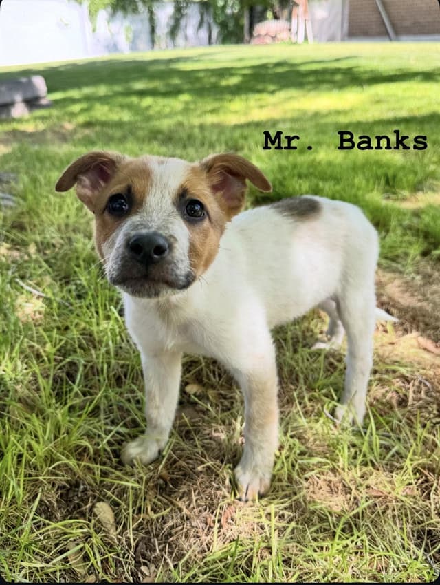 Mr. Banks media 3