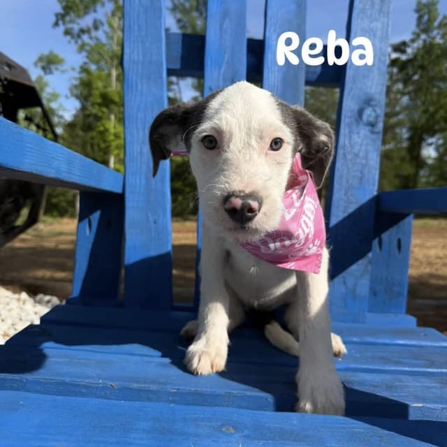 Reba media 2
