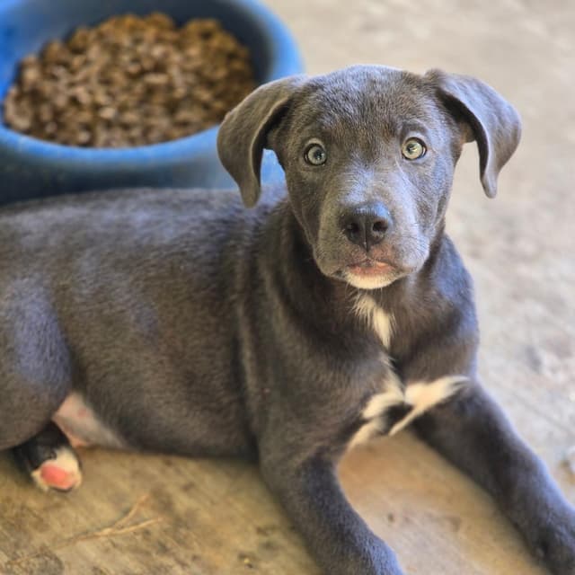 Percy (P Litter) *Adoption Pending* media 2