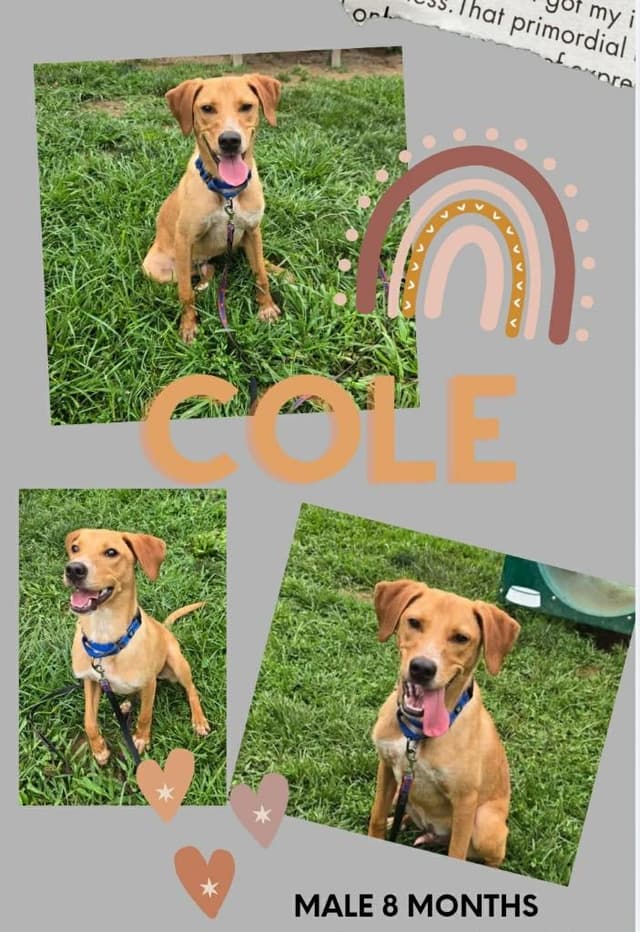 Cole media 2