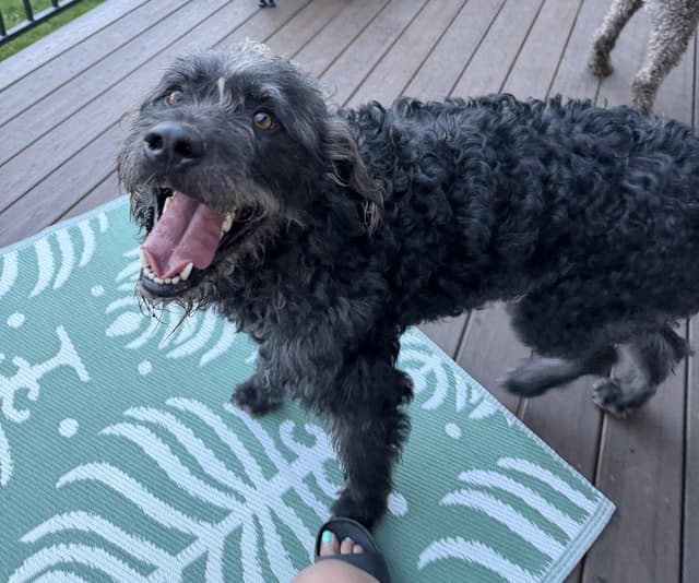 Desmond McDoodle media 2