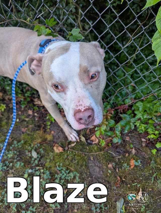 Blaze media 3