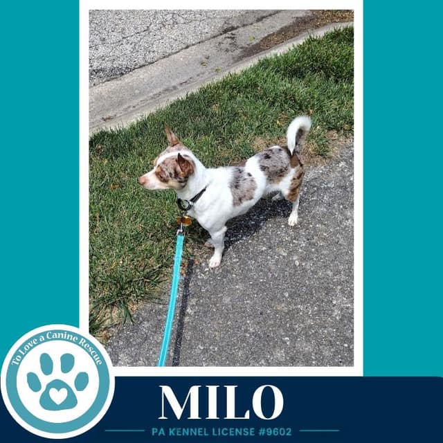 Milo (speckled chis) 060626 media 3