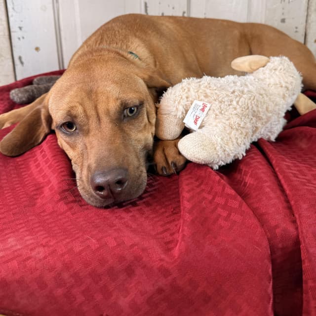 Burt (adoption fee 100) media 5