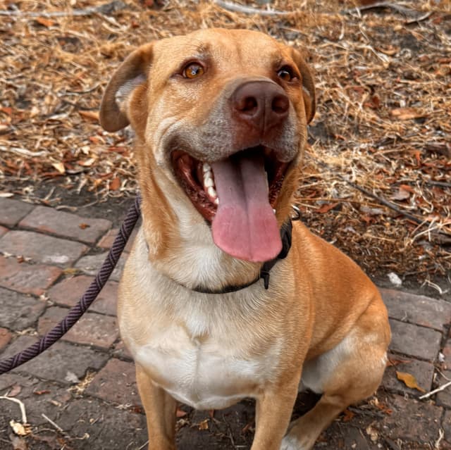 Tobias AKA Toby media 5
