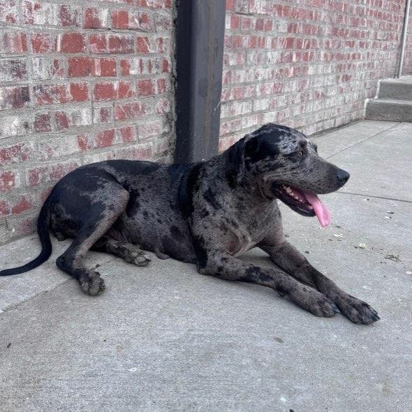 Ophelia (adoption fee 100) media 3