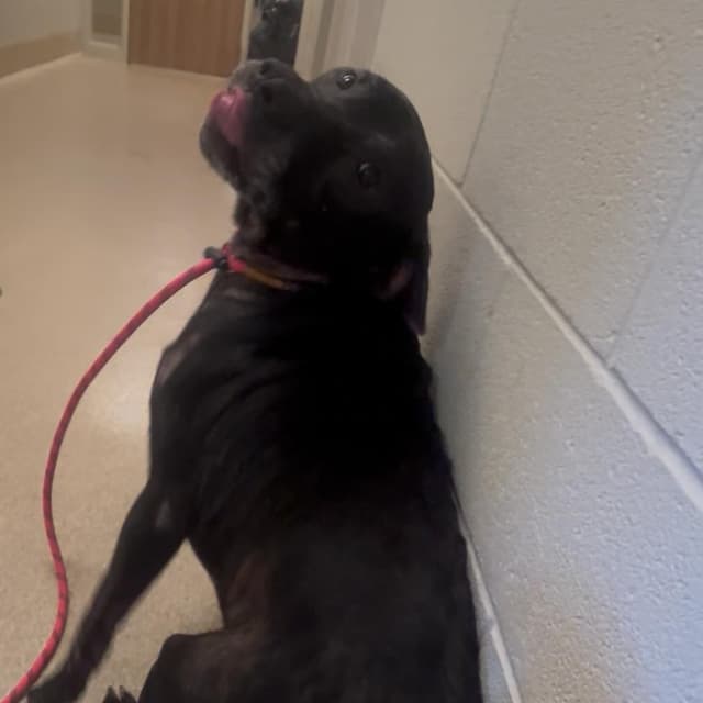 Dougington - Regal Resident, Adoption Fees Waived! media 2