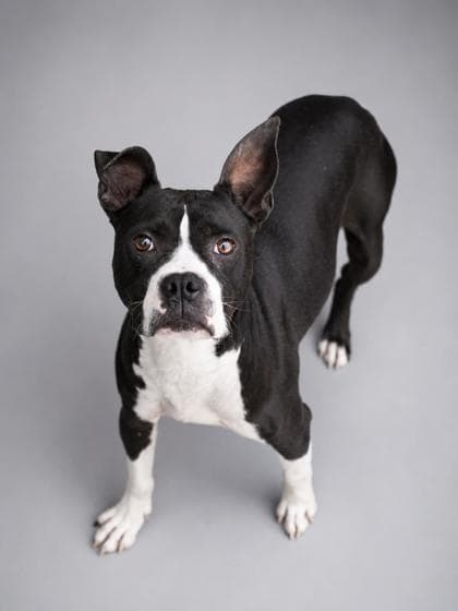 Bella Loo- S/P 6/15 HOSKINS media 2
