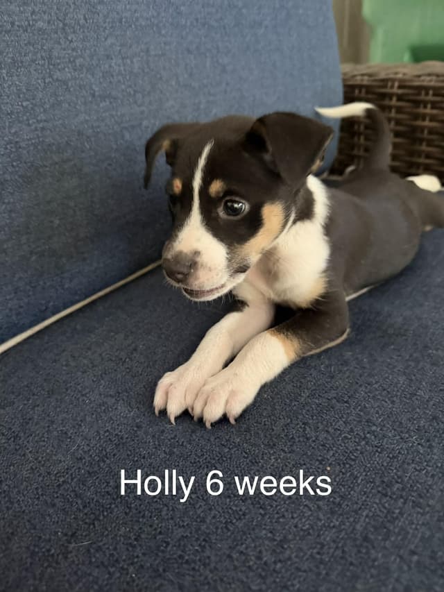 Holly media 2