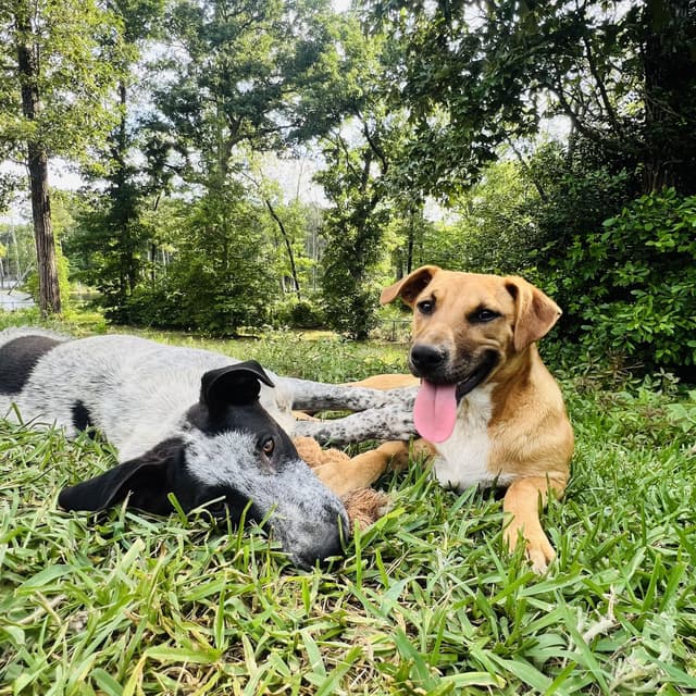 Buzz (100 total adoption) media 4