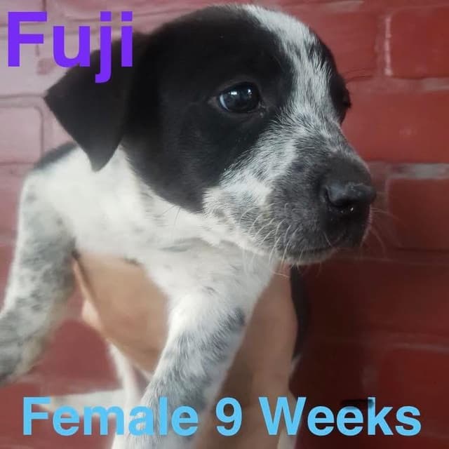 Fuji media 4