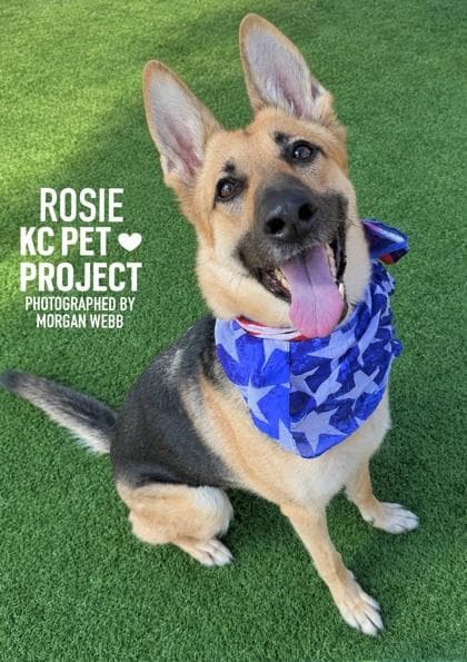 Rosie media 3