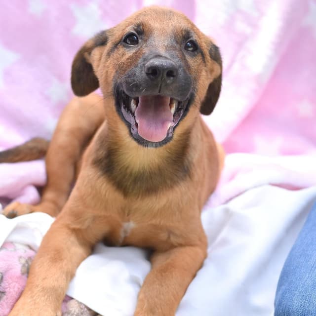 Julian (Victoria Litter) media 4
