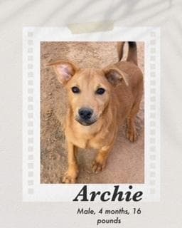 Archie media 3