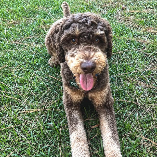 Huck (Benefactor Dog) media 4
