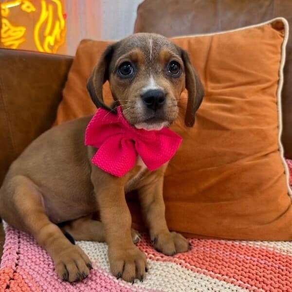 Squirt Pound Puppy media 3