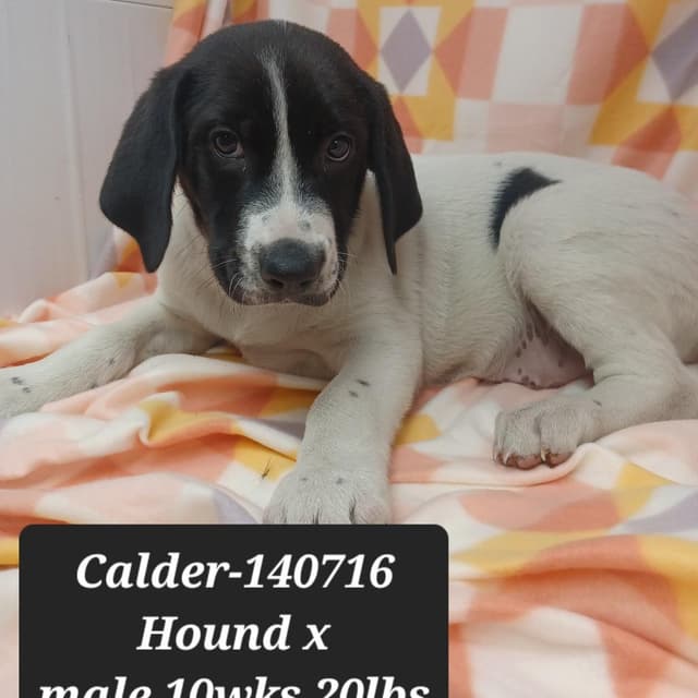 Calder media 2