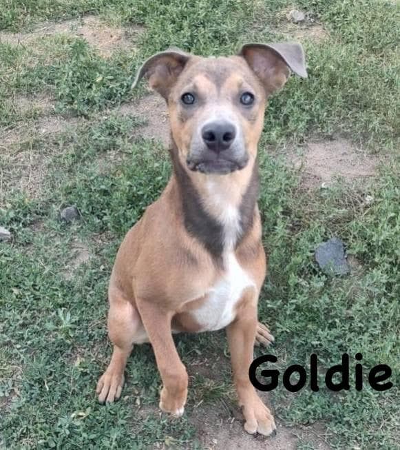 Goldie media 3