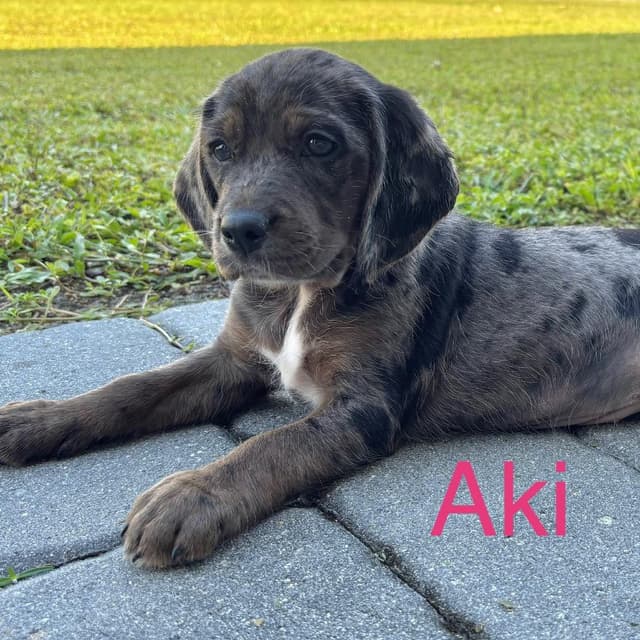 AKI media 6