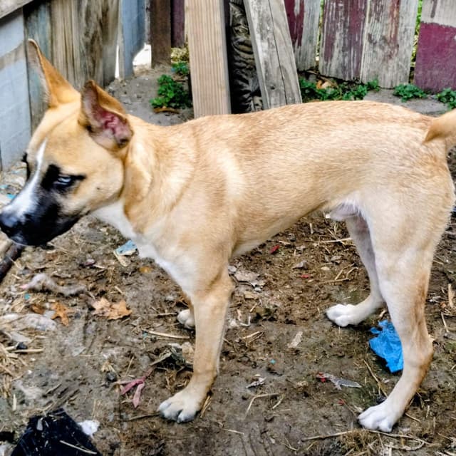 Poochie media 2