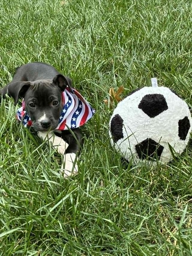 Claire (Dynamic Duo Litter) media 2