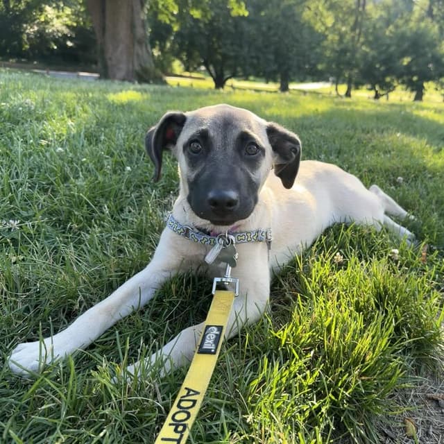 Daisy's Pack Pup: Wisteria media 5
