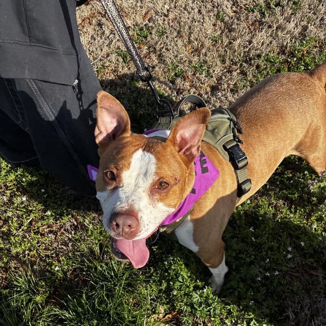 Gilmore - Adoption Fee SPONSORED! media 2
