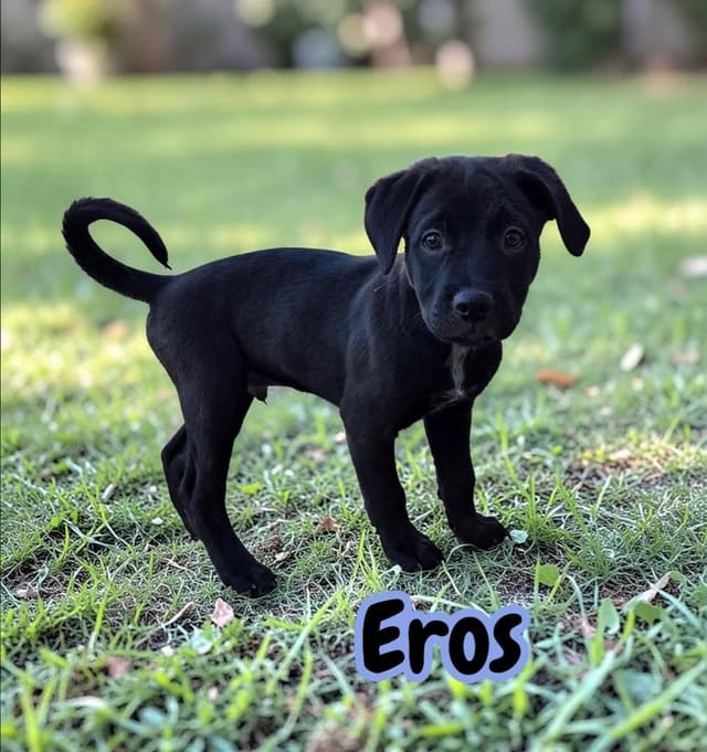 Eros media 5