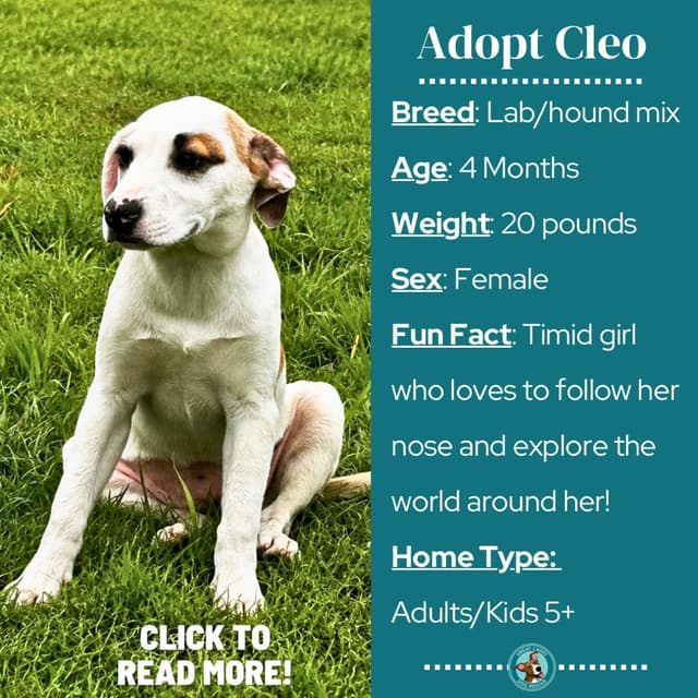 Cleo media 6