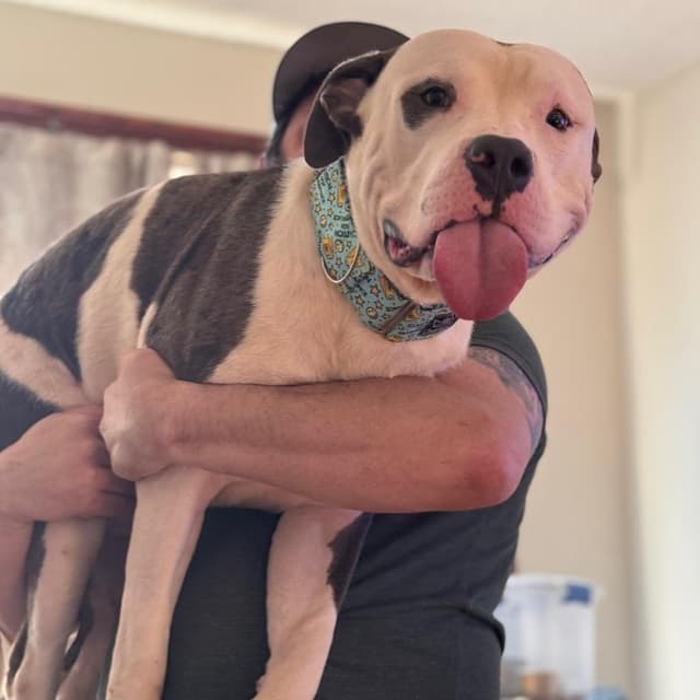 Lunk ~ FOSTER OR ADOPT! media 4