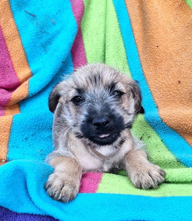 Toyko BR14423-T LOCAL Adoption Event in Burlington 7-26 media 5