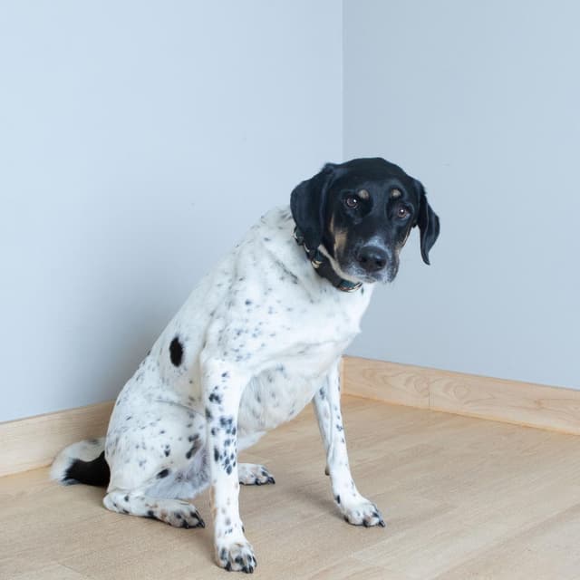 Milo D69915 media 3