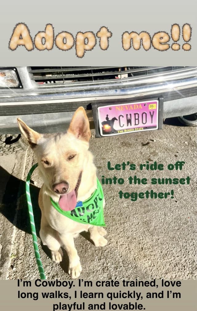 Cowboy media 3